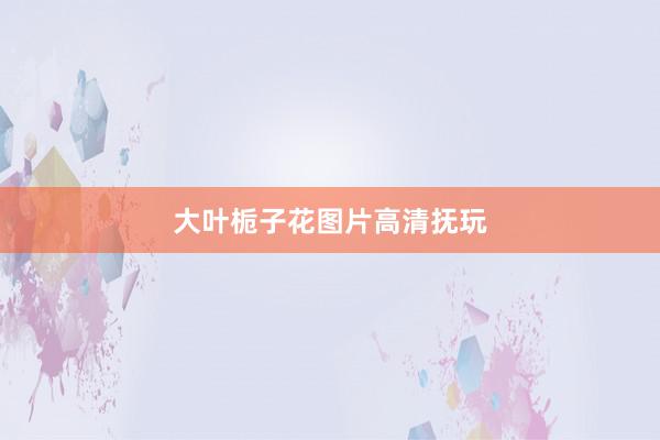 大叶栀子花图片高清抚玩